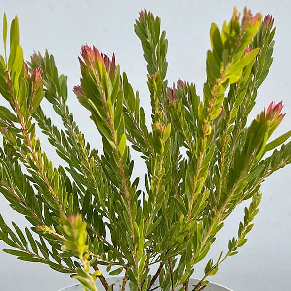 アカシア：レッドハート4号鉢植え