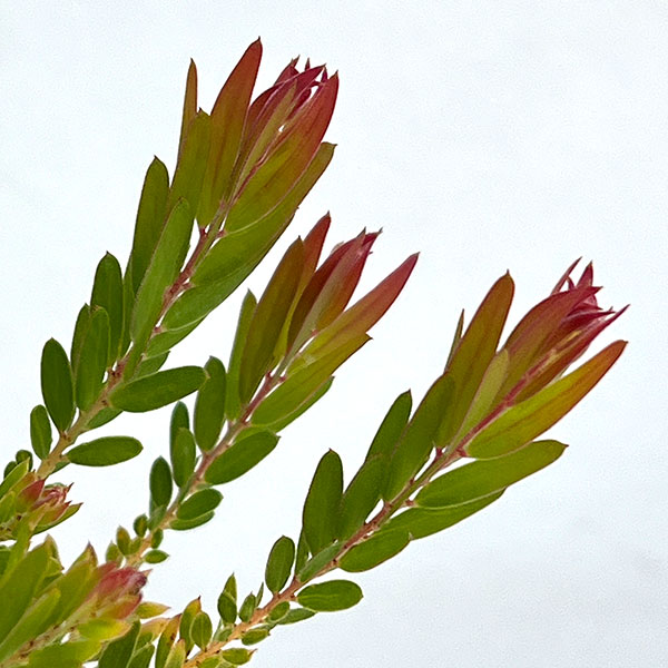 アカシア：レッドハート4号鉢植え