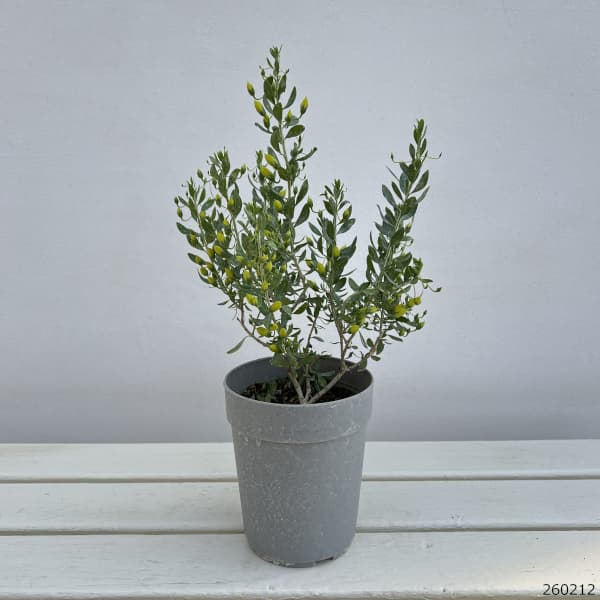 エレモフィラ：ウインターゴールド4号鉢植え