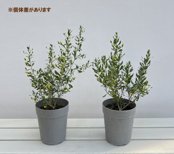 エレモフィラ：ウインターゴールド4号鉢植え