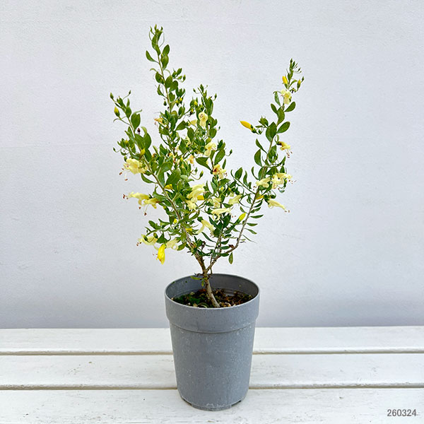園芸ネット本店｜エレモフィラ：ウインターゴールド4号鉢植え の通販