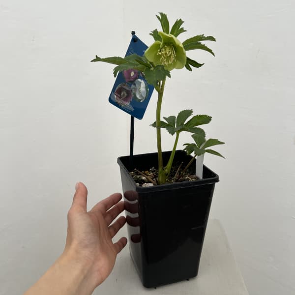 クリスマスローズ：ベーシックシングル26-10／1.5Lポット【現品販売】