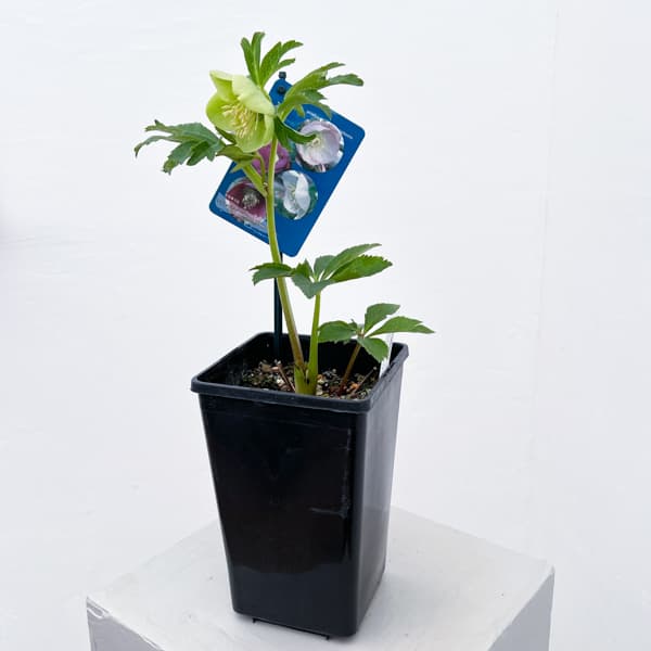 クリスマスローズ：ベーシックシングル26-10／1.5Lポット【現品販売】（開花終了株）