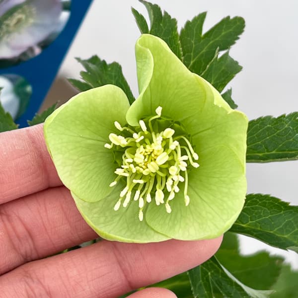 クリスマスローズ：ベーシックシングル26-10／1.5Lポット【現品販売】（開花終了株）