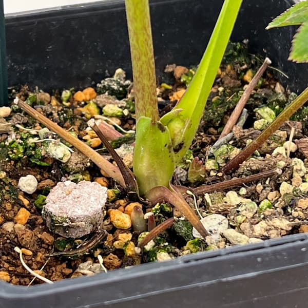 クリスマスローズ：ベーシックシングル26-10／1.5Lポット【現品販売】（開花終了株）