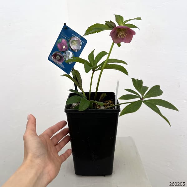 クリスマスローズ：ベーシックシングル26-11／1.5Lポット【現品販売】