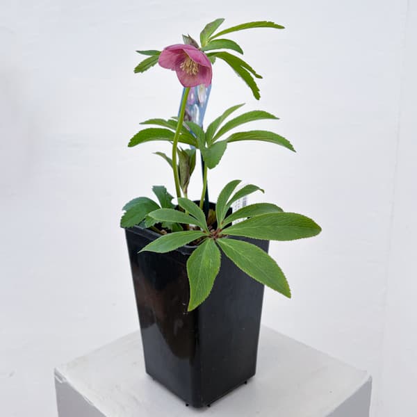 クリスマスローズ：ベーシックシングル26-11／1.5Lポット【現品販売】（開花終了株）