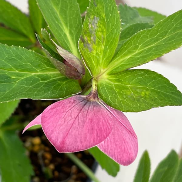 クリスマスローズ：ベーシックシングル26-11／1.5Lポット【現品販売】（開花終了株）