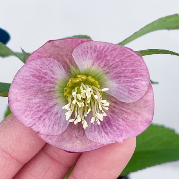 クリスマスローズ：ベーシックシングル26-11／1.5Lポット【現品販売】（開花終了株）