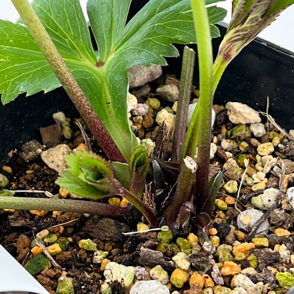 クリスマスローズ：ベーシックシングル26-11／1.5Lポット【現品販売】（開花終了株）