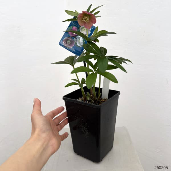 クリスマスローズ：ベーシックシングル26-12／1.5Lポット【現品販売】