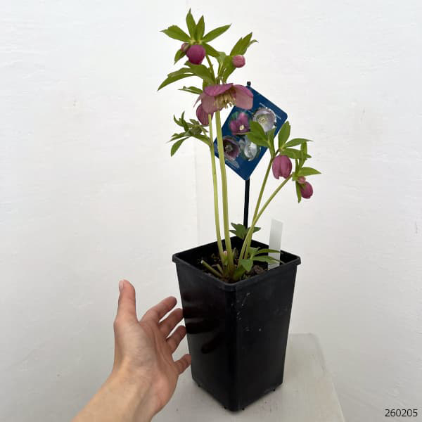 クリスマスローズ：ベーシックシングル26-13／1.5Lポット【現品販売】