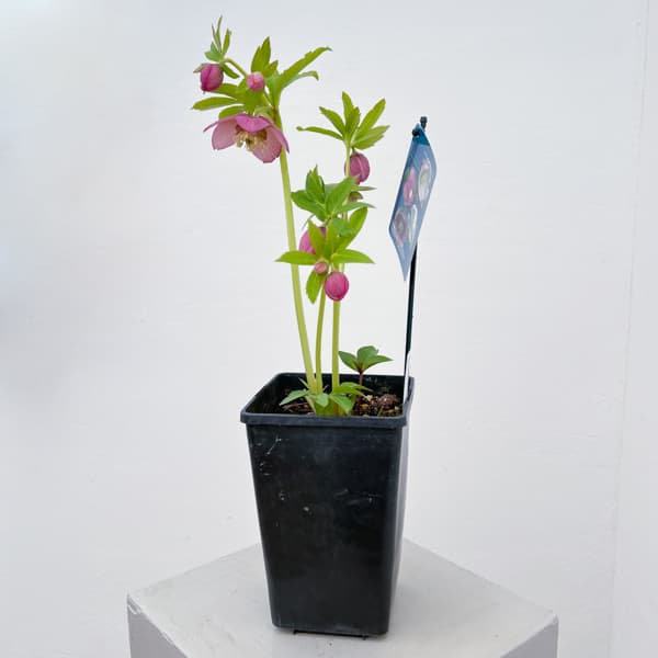 クリスマスローズ：ベーシックシングル26-13／1.5Lポット【現品販売】（開花終了株）