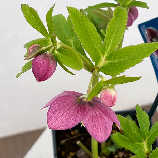 クリスマスローズ：ベーシックシングル26-13／1.5Lポット【現品販売】（開花終了株）