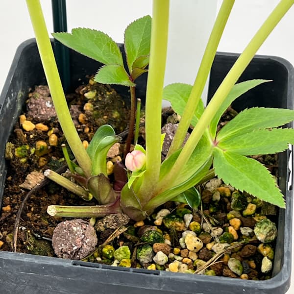 クリスマスローズ：ベーシックシングル26-13／1.5Lポット【現品販売】（開花終了株）