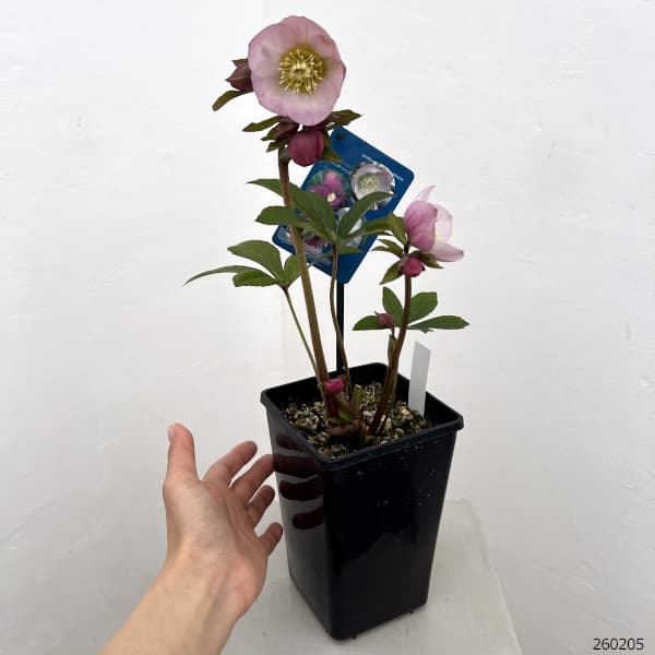 クリスマスローズ：ベーシックシングル26-14／1.5Lポット【現品販売】