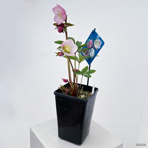 クリスマスローズ：ベーシックシングル26-14／1.5Lポット【現品販売】（開花終了株）