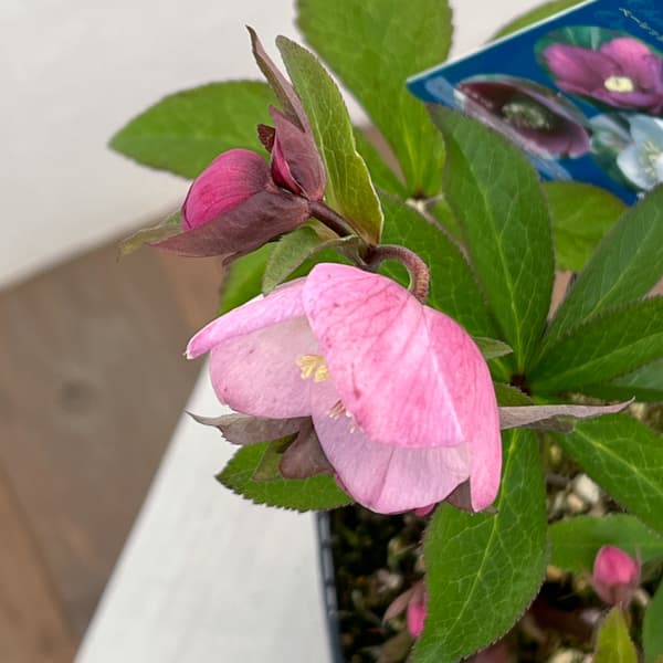 クリスマスローズ：ベーシックシングル26-14／1.5Lポット【現品販売】（開花終了株）