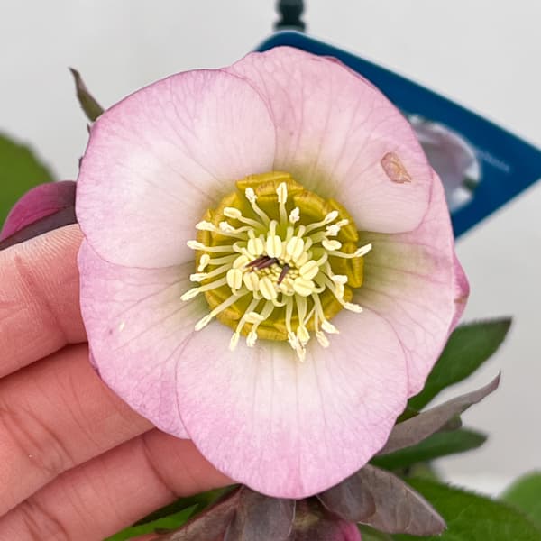 クリスマスローズ：ベーシックシングル26-14／1.5Lポット【現品販売】（開花終了株）