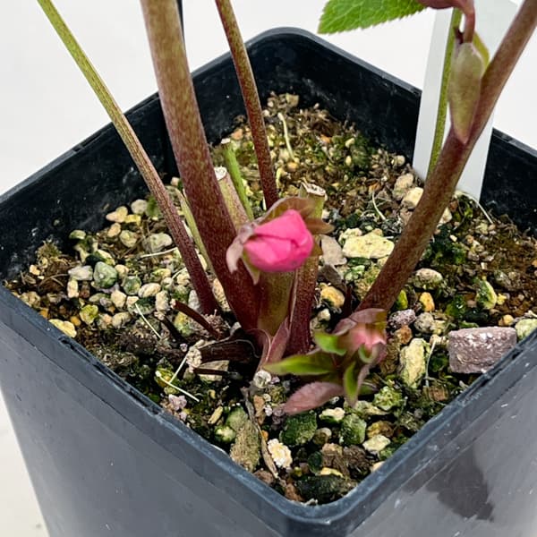 クリスマスローズ：ベーシックシングル26-14／1.5Lポット【現品販売】（開花終了株）