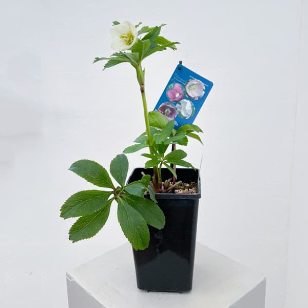 クリスマスローズ：ベーシックシングル26-15／1.5Lポット【現品販売】（開花終了株）