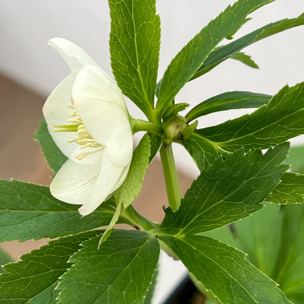 クリスマスローズ：ベーシックシングル26-15／1.5Lポット【現品販売】（開花終了株）