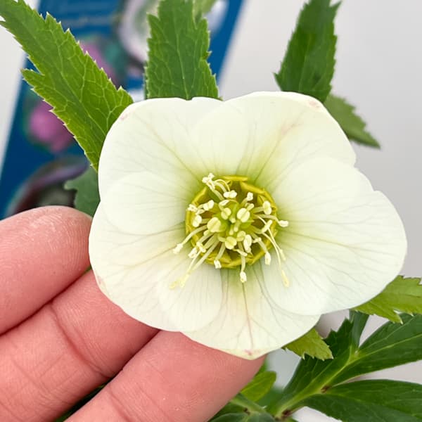 クリスマスローズ：ベーシックシングル26-15／1.5Lポット【現品販売】（開花終了株）