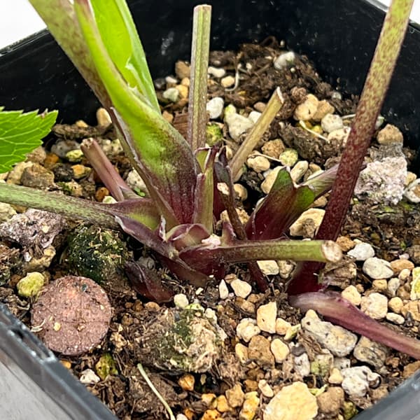 クリスマスローズ：ベーシックシングル26-15／1.5Lポット【現品販売】（開花終了株）