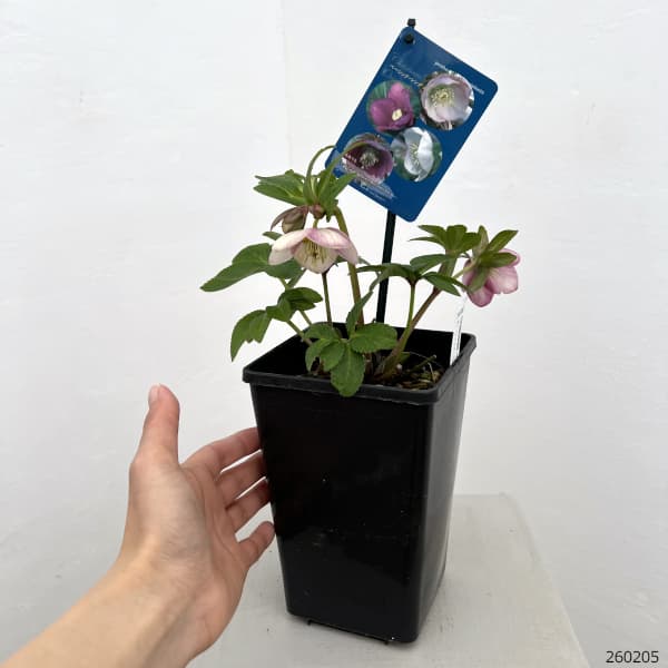 クリスマスローズ：ベーシックシングル26-16／1.5Lポット【現品販売】