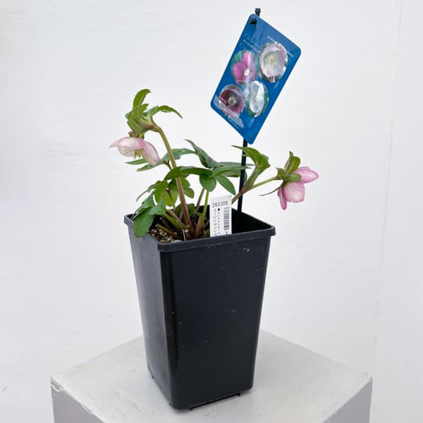 クリスマスローズ：ベーシックシングル26-16／1.5Lポット【現品販売】（開花終了株）