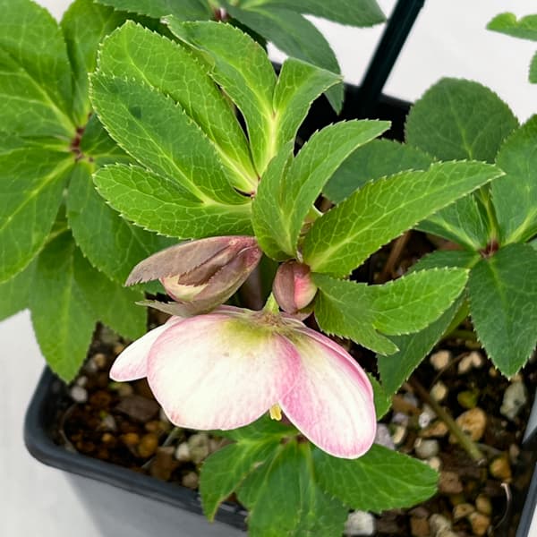 クリスマスローズ：ベーシックシングル26-16／1.5Lポット【現品販売】（開花終了株）