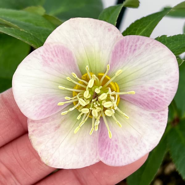 クリスマスローズ：ベーシックシングル26-16／1.5Lポット【現品販売】（開花終了株）