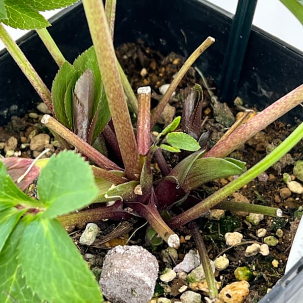 クリスマスローズ：ベーシックシングル26-16／1.5Lポット【現品販売】（開花終了株）