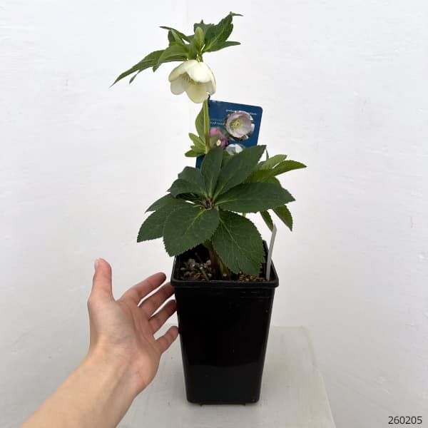 クリスマスローズ：ベーシックシングル26-18／1.5Lポット【現品販売】