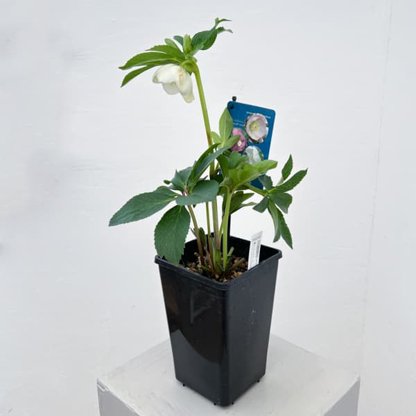 クリスマスローズ:ベーシックシングル26-18/1.5Lポット【現品販売】(開花終了株)