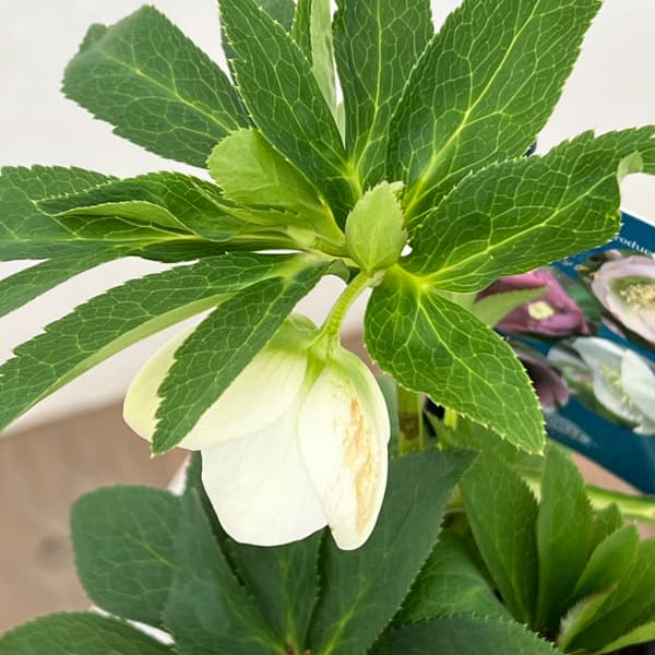 クリスマスローズ:ベーシックシングル26-18/1.5Lポット【現品販売】(開花終了株)