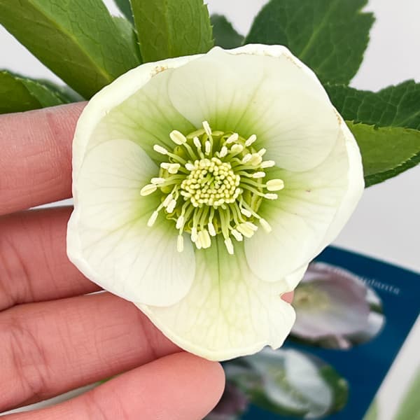 クリスマスローズ:ベーシックシングル26-18/1.5Lポット【現品販売】(開花終了株)