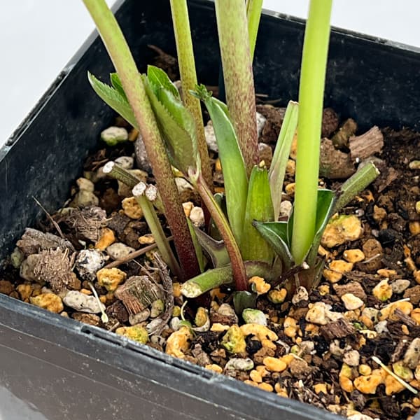 クリスマスローズ:ベーシックシングル26-18/1.5Lポット【現品販売】(開花終了株)