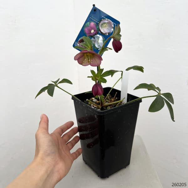 クリスマスローズ：ベーシックシングル26-19／1.5Lポット【現品販売】