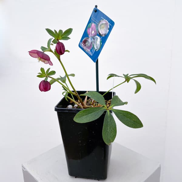 クリスマスローズ：ベーシックシングル26-19／1.5Lポット【現品販売】（開花終了株）