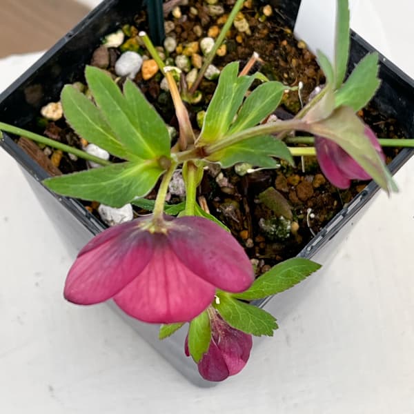 クリスマスローズ：ベーシックシングル26-19／1.5Lポット【現品販売】（開花終了株）