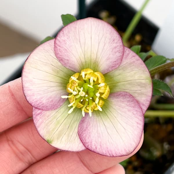 クリスマスローズ：ベーシックシングル26-19／1.5Lポット【現品販売】（開花終了株）