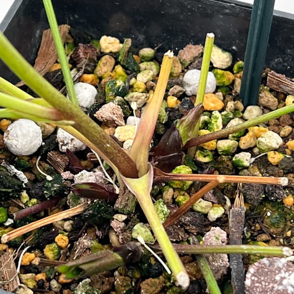 クリスマスローズ：ベーシックシングル26-19／1.5Lポット【現品販売】（開花終了株）