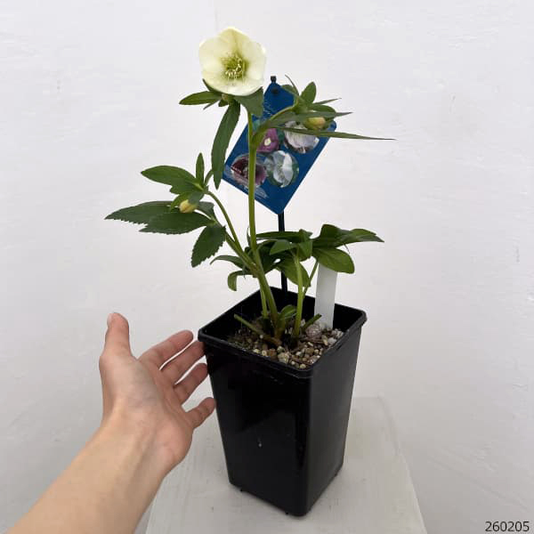 クリスマスローズ：ベーシックシングル26-20／1.5Lポット【現品販売】