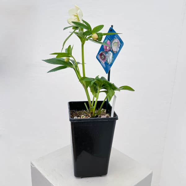 クリスマスローズ：ベーシックシングル26-20／1.5Lポット【現品販売】（開花終了株）