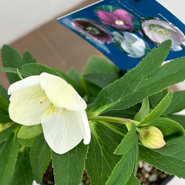 クリスマスローズ：ベーシックシングル26-20／1.5Lポット【現品販売】（開花終了株）