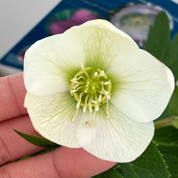 クリスマスローズ：ベーシックシングル26-20／1.5Lポット【現品販売】（開花終了株）