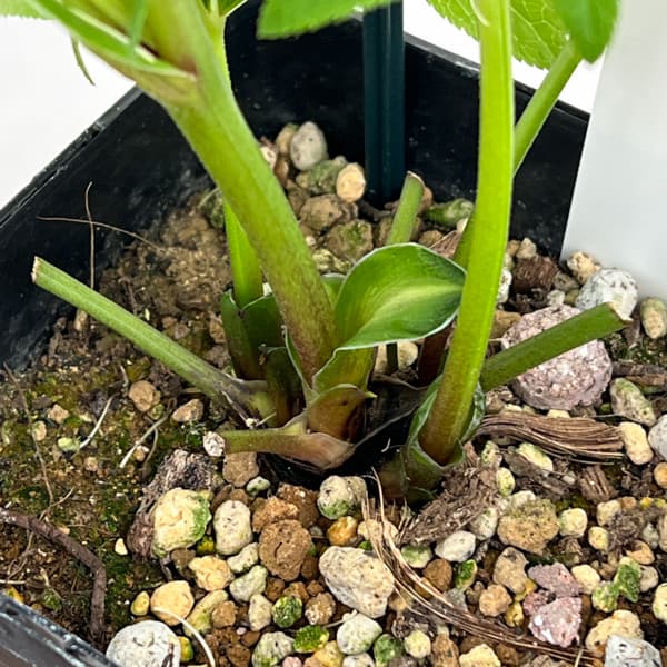 クリスマスローズ：ベーシックシングル26-20／1.5Lポット【現品販売】（開花終了株）