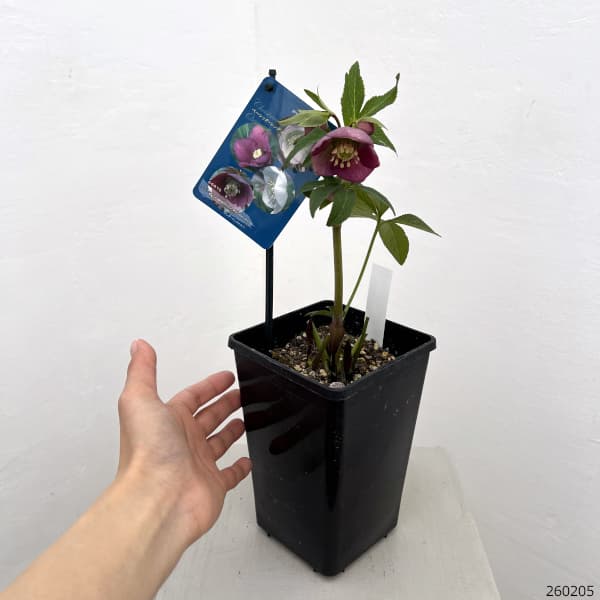 クリスマスローズ：ベーシックシングル26-21／1.5Lポット【現品販売】