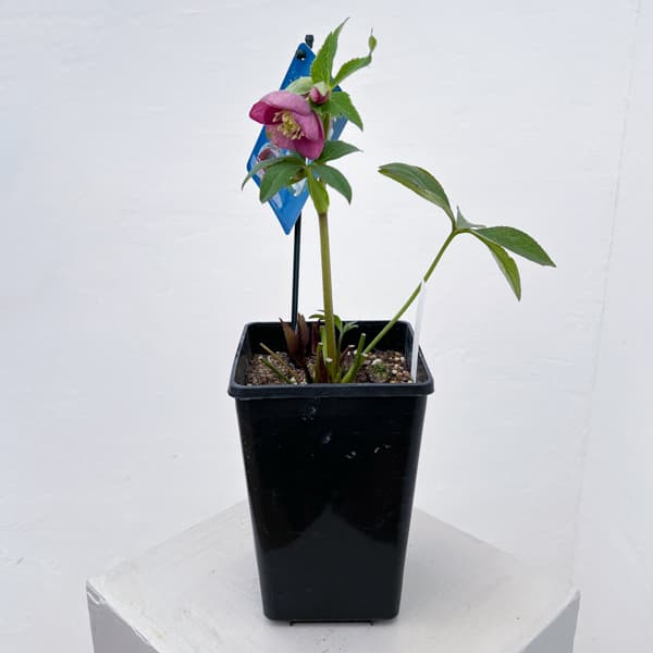 クリスマスローズ：ベーシックシングル26-21／1.5Lポット【現品販売】（開花終了株）